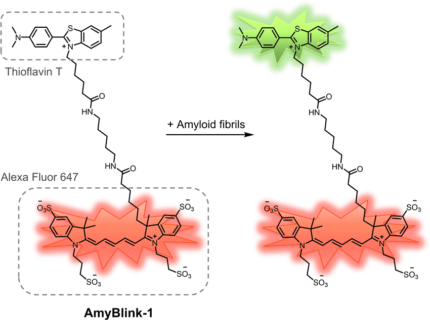 Molecular diagram of AmyBlink-1 (Thioflavin T + Alexa Fluor 647) interaction with amyloid fibrils